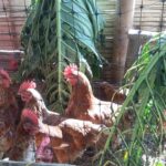 Jornada Práctica de Agroecología en la Finca Santa Bárbara, Vereda Las Ánimas