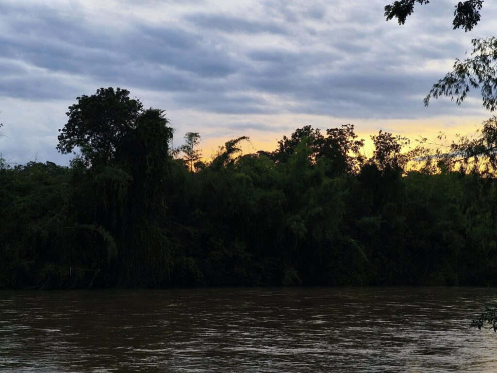 Puede ser una imagen de árbol
