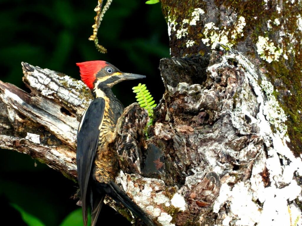 Puede ser una imagen de pájaro carpintero